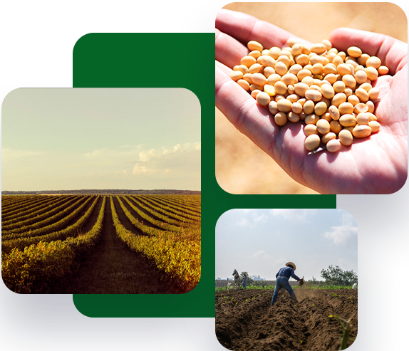 Colagem: lavoura, sementes e produtor no campo